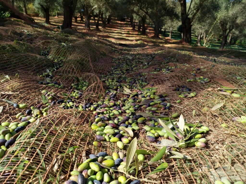 Raccolta di olive foti pasquale